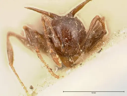 Pheidole transfigens specimen FOCOL0619 image focol0619_2
