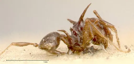 Pheidole transfigens specimen FOCOL0619 image focol0619_3