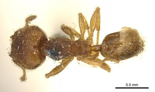 Pheidole transversostriata specimen CASENT0601287 image casent0601287_1