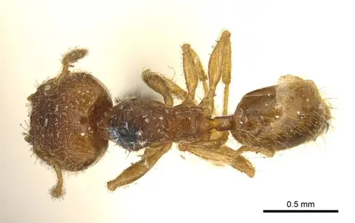 Pheidole transversostriata specimen CASENT0601287 image casent0601287_2