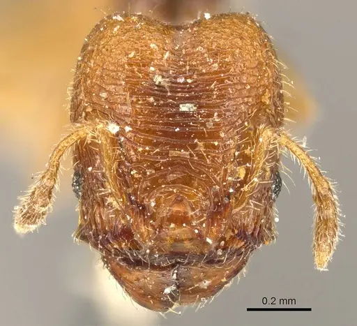 Pheidole transversostriata specimen CASENT0601287 image casent0601287_3