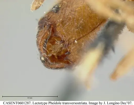 Pheidole transversostriata specimen CASENT0601287 image casent0601287_4