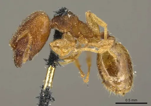 Pheidole transversostriata specimen CASENT0601287 image casent0601287_5