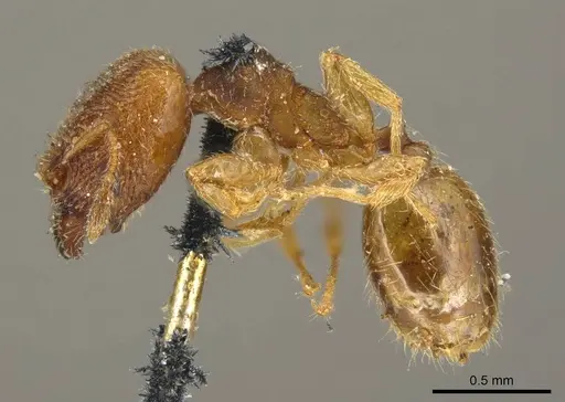 Pheidole transversostriata specimen CASENT0601287 image casent0601287_6