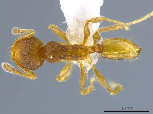Pheidole transversostriata specimen CASENT0619444 image casent0619444_1