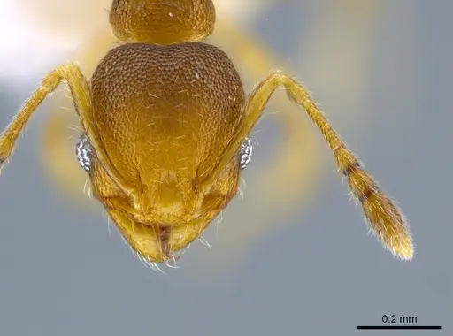 Pheidole transversostriata specimen CASENT0619444 image casent0619444_2