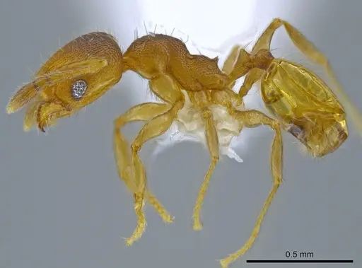 Pheidole transversostriata specimen CASENT0619444 image casent0619444_3