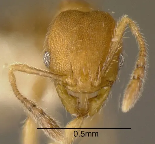 Pheidole transversostriata specimen CASENT0635522 image casent0635522_1