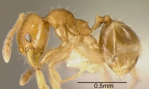 Pheidole transversostriata specimen CASENT0635522 image casent0635522_2