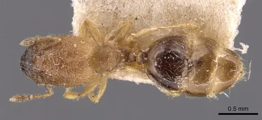 Pheidole transversostriata specimen CASENT0904447 image casent0904447_1