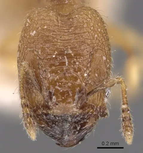 Pheidole transversostriata specimen CASENT0904447 image casent0904447_2