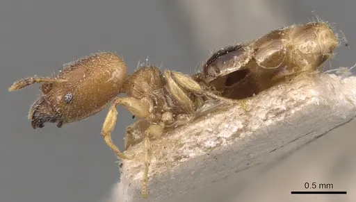Pheidole transversostriata specimen CASENT0904447 image casent0904447_3