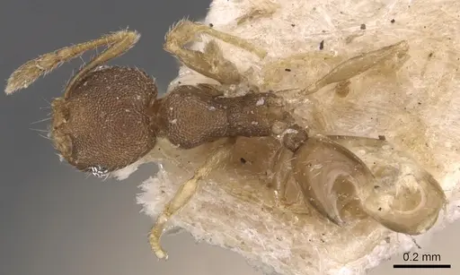 Pheidole transversostriata specimen CASENT0904448 image casent0904448_1