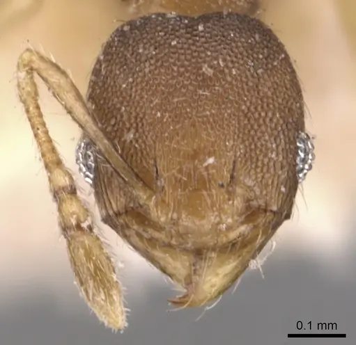 Pheidole transversostriata specimen CASENT0904448 image casent0904448_2