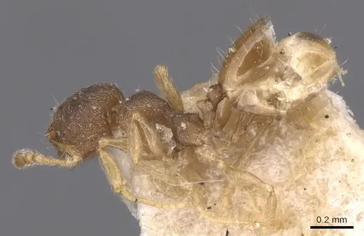 Pheidole transversostriata specimen CASENT0904448 image casent0904448_3