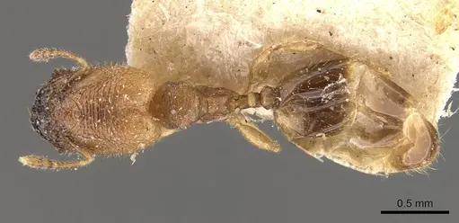Pheidole transversostriata specimen CASENT0908300 image casent0908300_1