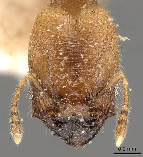 Pheidole transversostriata specimen CASENT0908300 image casent0908300_2