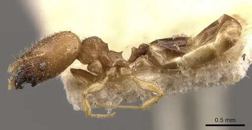 Pheidole transversostriata specimen CASENT0908300 image casent0908300_3