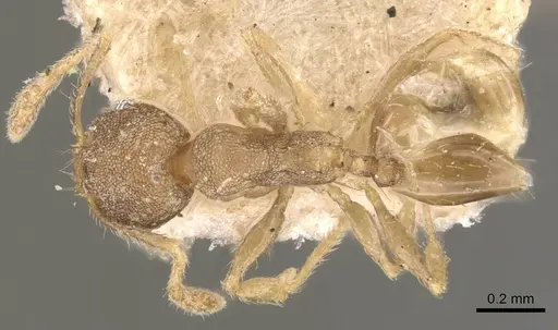 Pheidole transversostriata specimen CASENT0908301 image casent0908301_1