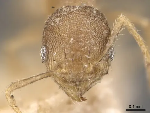 Pheidole transversostriata specimen CASENT0908301 image casent0908301_2