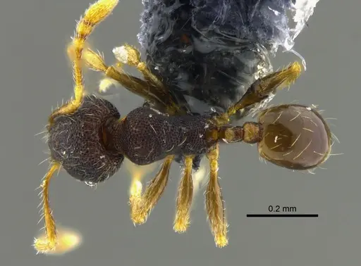 Pheidole transversostriata specimen CBUMAGENT42027 image cbumagent42027_1