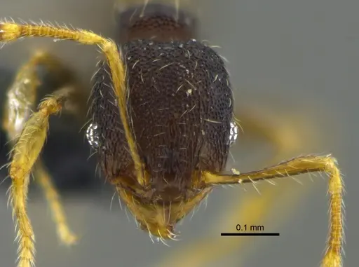 Pheidole transversostriata specimen CBUMAGENT42027 image cbumagent42027_2