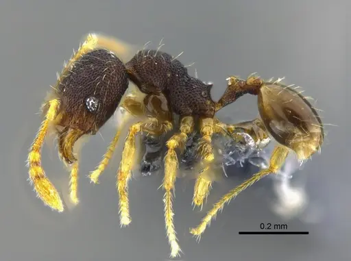Pheidole transversostriata specimen CBUMAGENT42027 image cbumagent42027_3