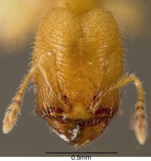 Pheidole transversostriata specimen INBIOCRI002279609 image inbiocri002279609_1
