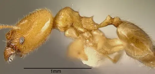 Pheidole transversostriata specimen INBIOCRI002279609 image inbiocri002279609_2