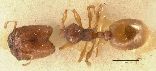 Pheidole trapezoidea specimen FOCOL1420 image focol1420_1