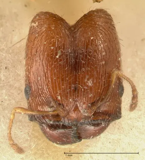 Pheidole trapezoidea specimen FOCOL1420 image focol1420_2