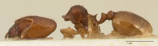 Pheidole trapezoidea specimen FOCOL1420 image focol1420_3