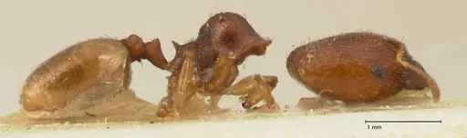 Pheidole trapezoidea specimen FOCOL1420 image focol1420_4