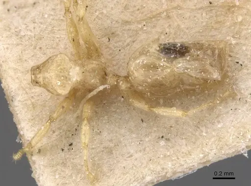 Pheidole tricarinata specimen CASENT0913462 image casent0913462_1