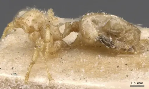 Pheidole tricarinata specimen CASENT0913462 image casent0913462_2