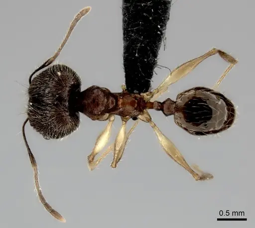 Pheidole trichotos specimen CASENT0042629 image casent0042629_1