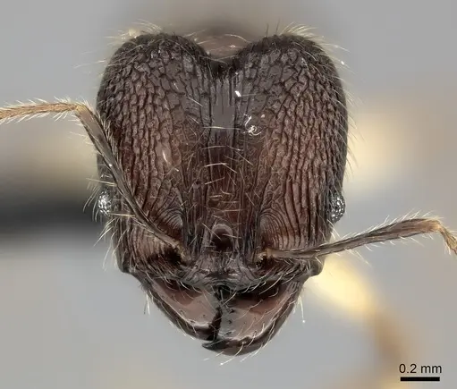 Pheidole trichotos specimen CASENT0042629 image casent0042629_2