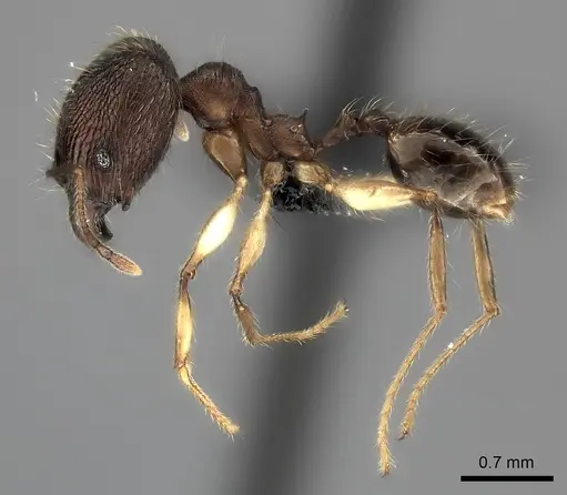Pheidole trichotos specimen CASENT0042629 image casent0042629_3