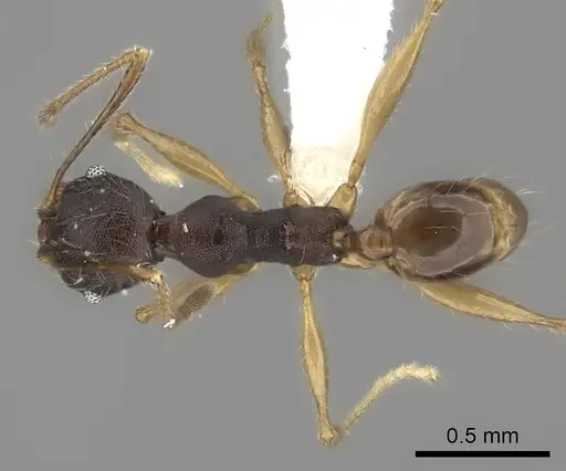 Pheidole trichotos specimen CASENT0198769 image casent0198769_1
