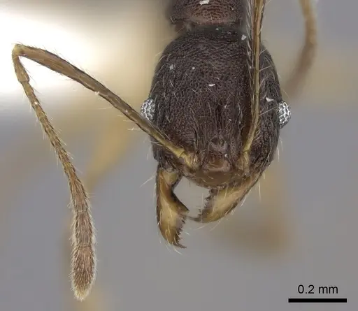 Pheidole trichotos specimen CASENT0198769 image casent0198769_2
