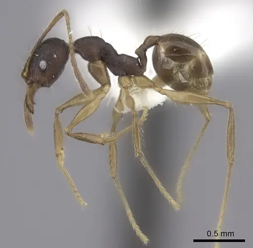 Pheidole trichotos specimen CASENT0198769 image casent0198769_3