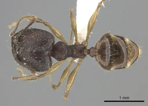 Pheidole trichotos specimen CASENT0235128 image casent0235128_1