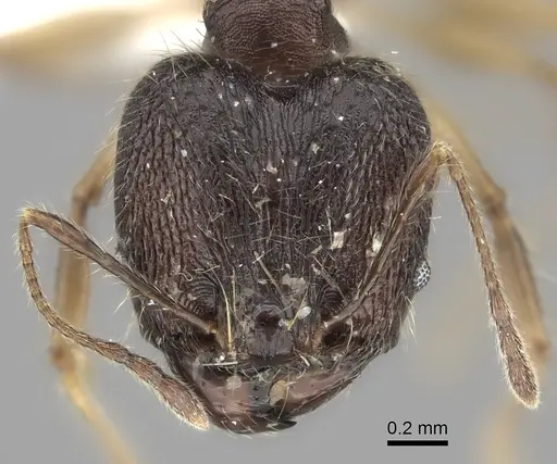 Pheidole trichotos specimen CASENT0235128 image casent0235128_2