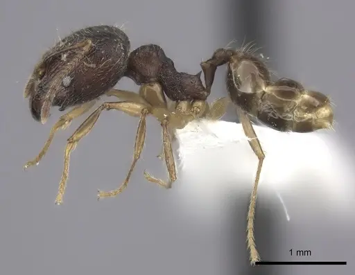 Pheidole trichotos specimen CASENT0235128 image casent0235128_3