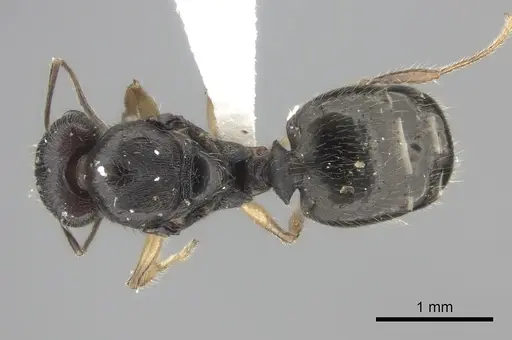 Pheidole trichotos specimen CASENT0235129 image casent0235129_1