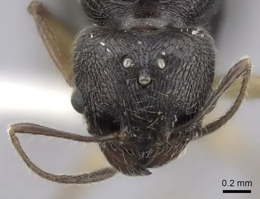Pheidole trichotos specimen CASENT0235129 image casent0235129_2