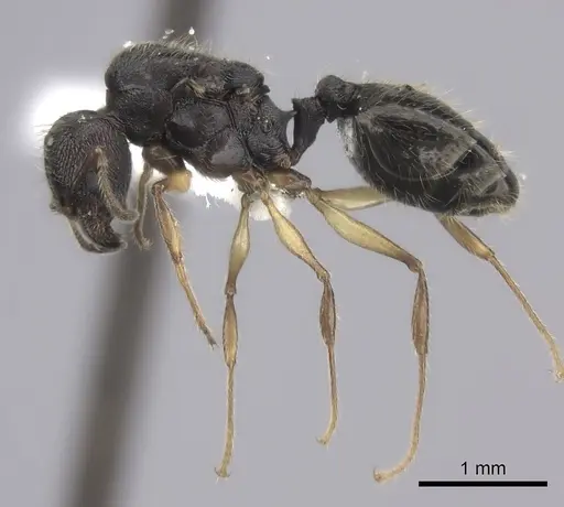 Pheidole trichotos specimen CASENT0235129 image casent0235129_3