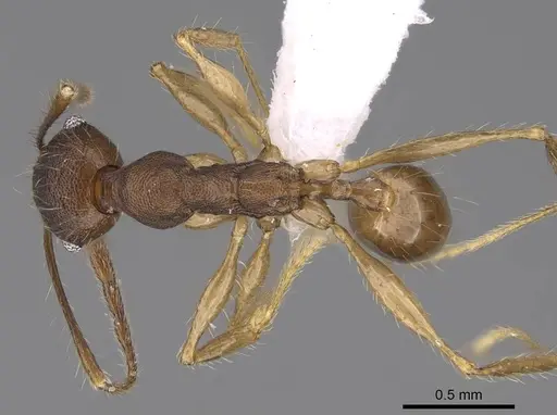 Pheidole trichotos specimen CASENT0403340 image casent0403340_1