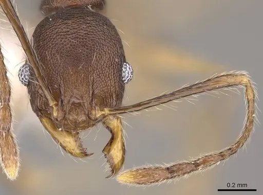 Pheidole trichotos specimen CASENT0403340 image casent0403340_2