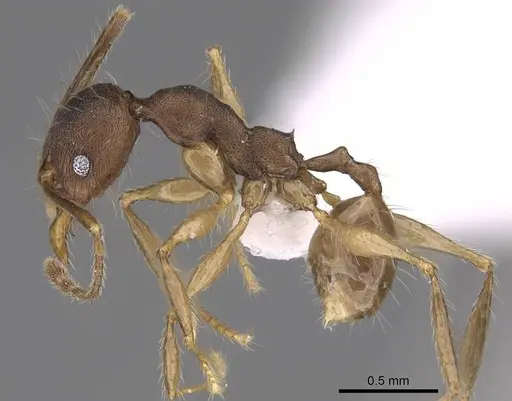Pheidole trichotos specimen CASENT0403340 image casent0403340_3